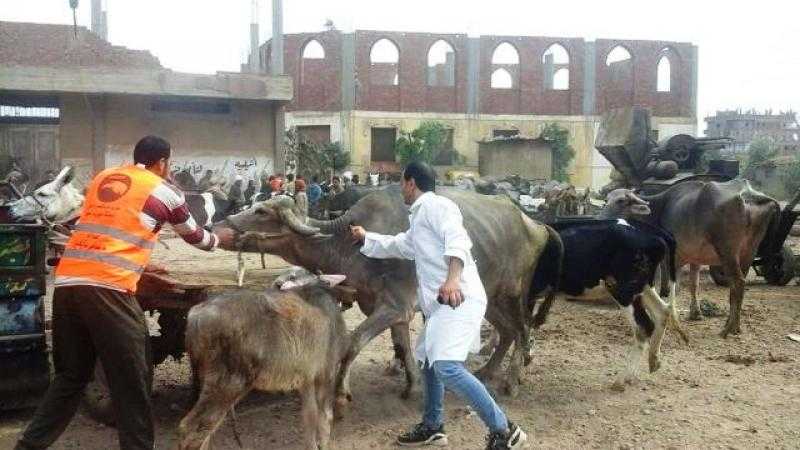 بيطري البحيرة: علاج 600 رأس ماشية في مركز رشيد