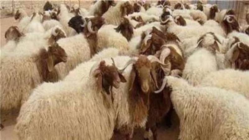 ”القصابين”: أسعار الأضاحي أعلى 3 أضعاف من العام الماضي