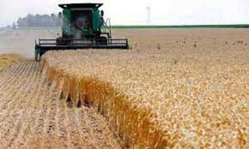 تموين الدقهلية: توريد أكثر من 335 ألفا و577 طنا من القمح لمواقع التخزين حتى الآن