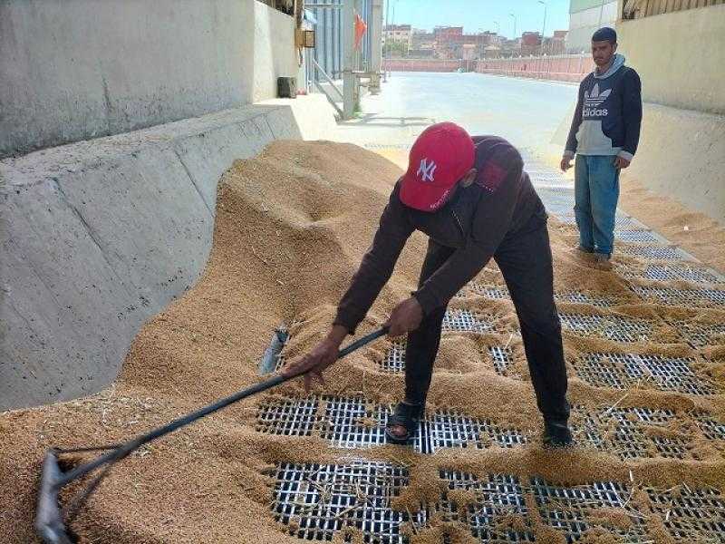 توريد 172 ألف طن قمح بالفيوم حتى الآن