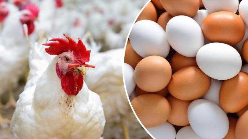 أسعار الدواجن والبيض اليوم الأحد 18 يونيو