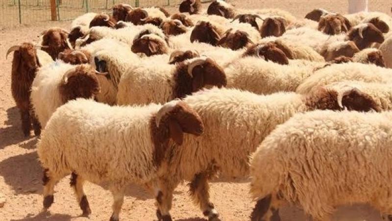 طب بيطري القاهرة: 6 مجازر لذبح الأضاحي مجانًا.. و10 آلاف جنيه غرامة المخالفين
