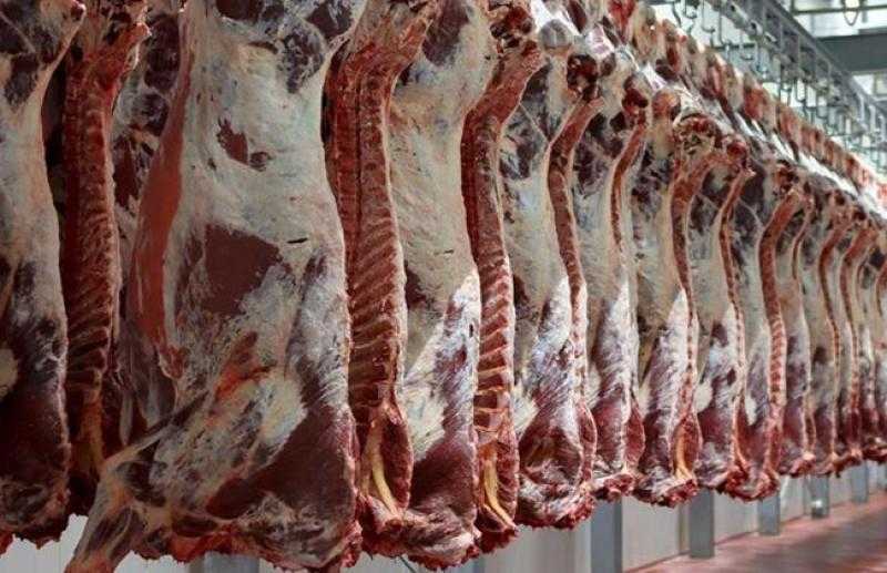 ”تضامن الأقصر”: توزيع 109 عجول و10 آلاف كيلو لحوم استعدادا لعيد الأضحى