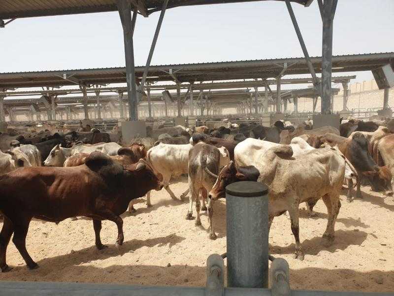 بتخفيض 25%.. طرح 17 ألف رأس ماشية من جيبوتي وتنزانيا استعدادًا لعيد الأضحى