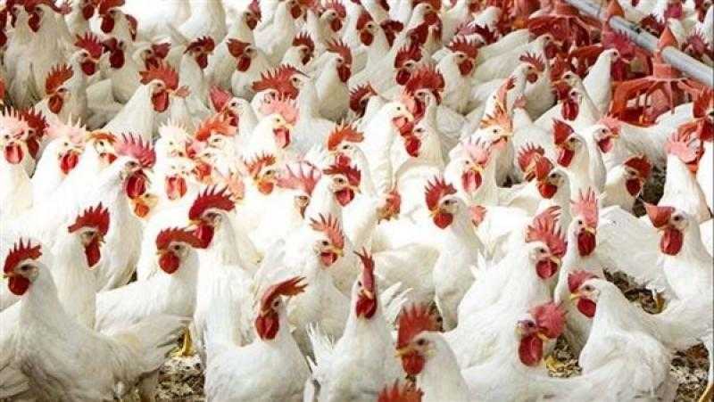 أسعار الفراخ في بورصة الدواجن اليوم الأحد 12-11-2023 في مصر