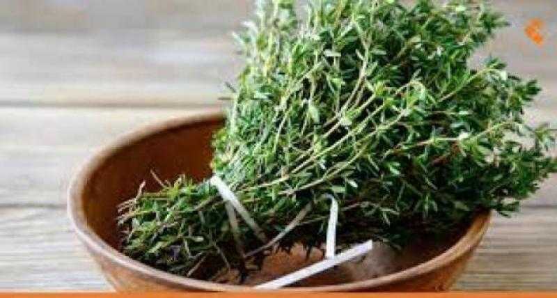 مفاجأة في صادرات مصر من النباتات الطبية.. متحدث مجلس الوزراء يوضح
