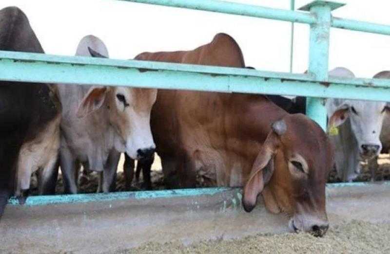 أوقاف الأقصر تُعلن بيع 32 صك أضاحي