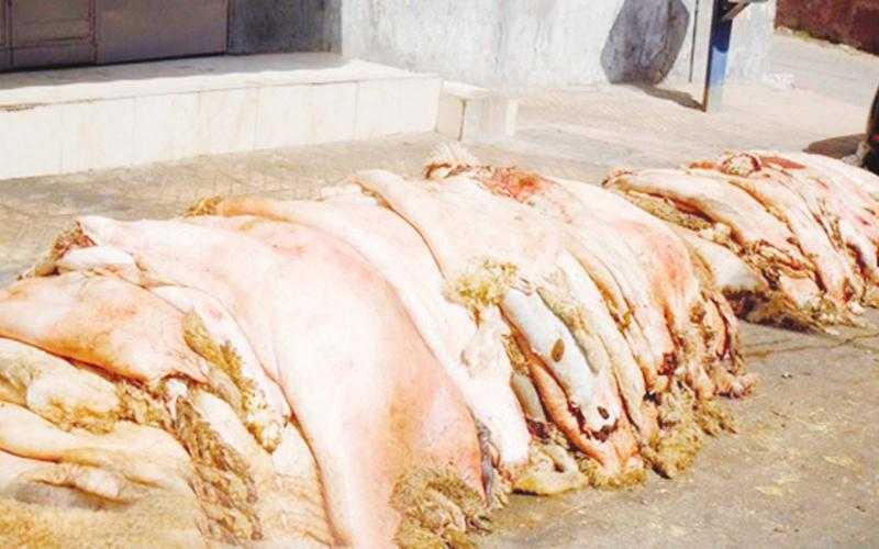 الجيزة..حظر نقل وحفظ جلود الأضاحي دون تصريح