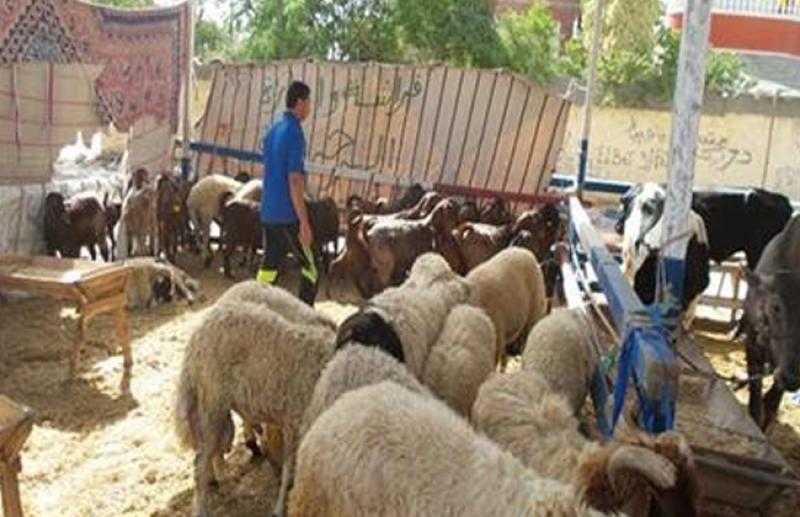 عالم بالأزهر: الدعوة للأضحية بـ«فرخة» يخالف القرآن