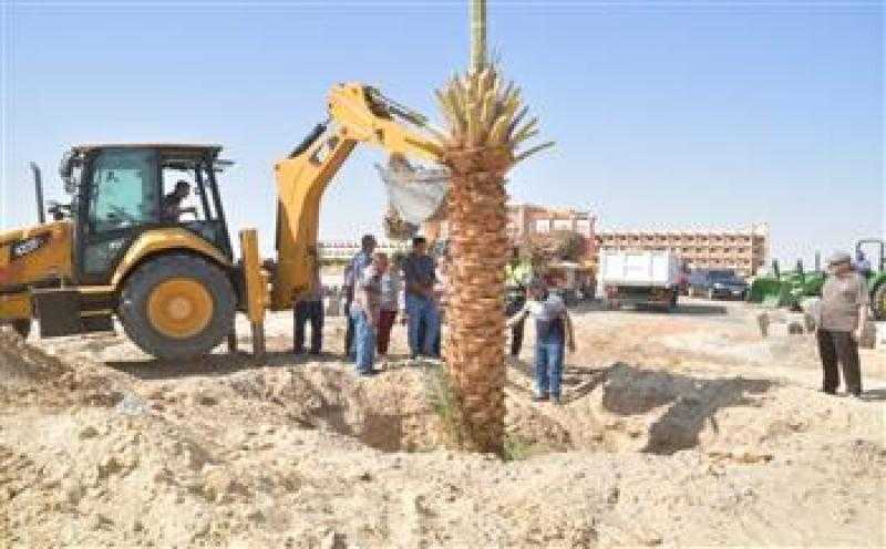زرع 70 شجرة مثمرة في قطور بالغربية