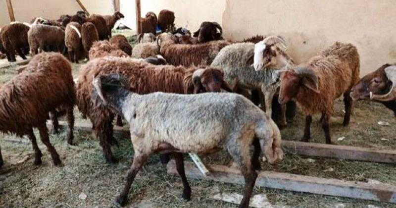 33 ألف جنيه غرامات لأصحاب شوادر الأضاحي في الإسكندرية