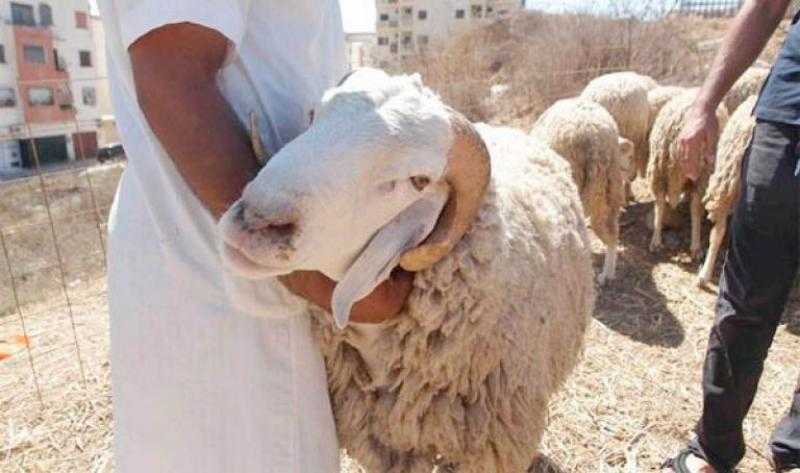 كيفية تقسيم الأضحية.. «الإفتاء» توضح الحكم الشرعي