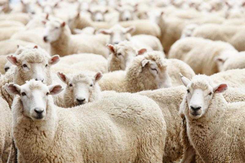 الشروط الواجب توافرها في الأضحية.. عالم أزهري يوضح