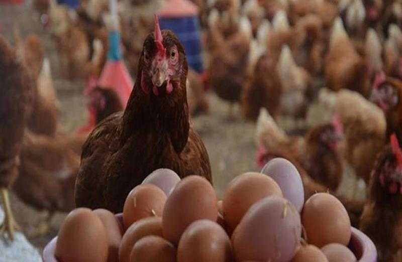 أسعار الدواجن في أول أيام العيد