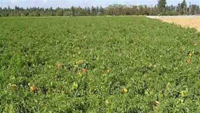 خبير آثري: الطرق الزراعية التي ابتدعها المصري القديم لم تتغير حتى 100 سنة ماضية