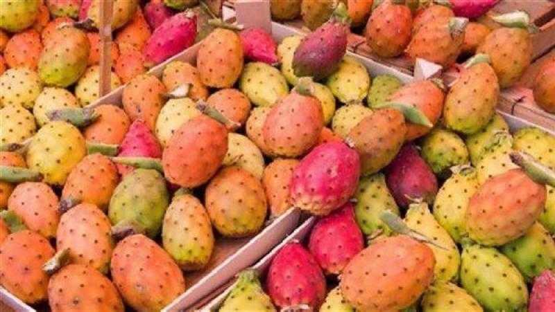 الزراعة: سعر الزيوت المستخرجة من التين الشوكي يصل إلى 800 يورو