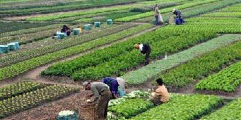 الزراعة: حققنا طفرة كبيرة بإنتاجية المحاصيل الإستراتيجية منذ 2014