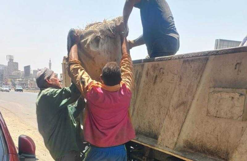 حي العجوزة يكثف حملات النظافة ويرفع الإشغالات من المهندسين وأرض اللواء | صور