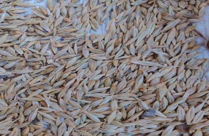 ضبط 3220 كجم قمح مخلوط بالشعير في حملة تموينية بـ«سنورس» بالفيوم | صور