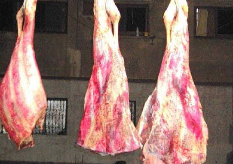 ضبط جزار ذبح بقرة بعد نفوقها في المنيا