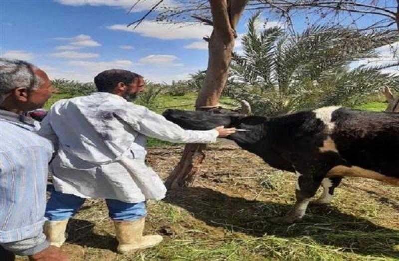 بيطري الغربية يستعد للحملة القومية الثانية لتحصين المواشي ضد الحمى القلاعية