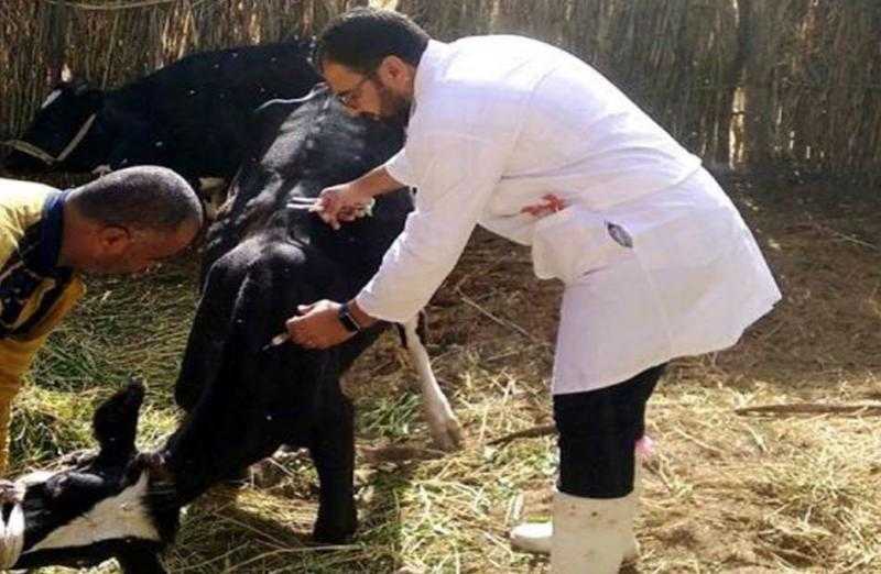 بيطري البحيرة: علاج 120 رأس ماشية في مركز كوم حمادة