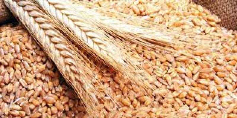 القمح يرتفع عالميا بأكثر من 10% مهددا بزيادة أسعار الغذاء