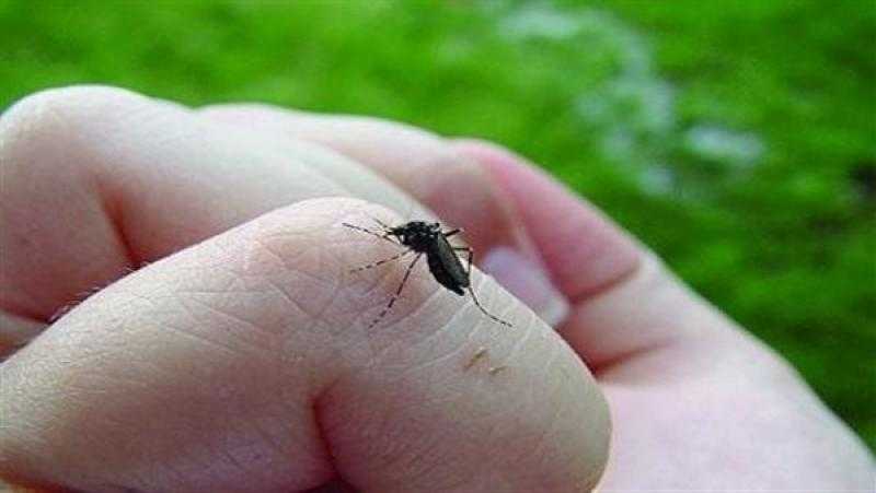 القومي للبحوث: حمى الضنك ليست جديدة.. واتجاهين لمواجهتها