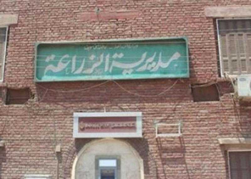 زراعة الشرقية تنظم يوما حقيليا إرشاديا حول الذرة الشامية