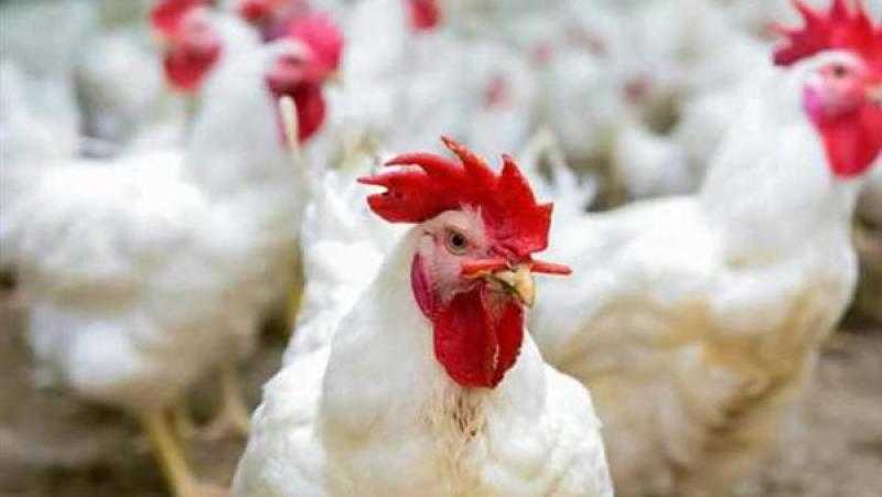 هل تؤثر الموجة الحارة على أسعار الدواجن؟.. الاتحاد العام للمنتجين يجيب