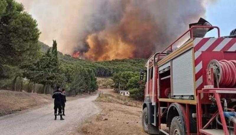 الحماية المدنية بتونس عن حريق الغابات: الأمور خرجت عن السيطرة وتنبئ بكارثة