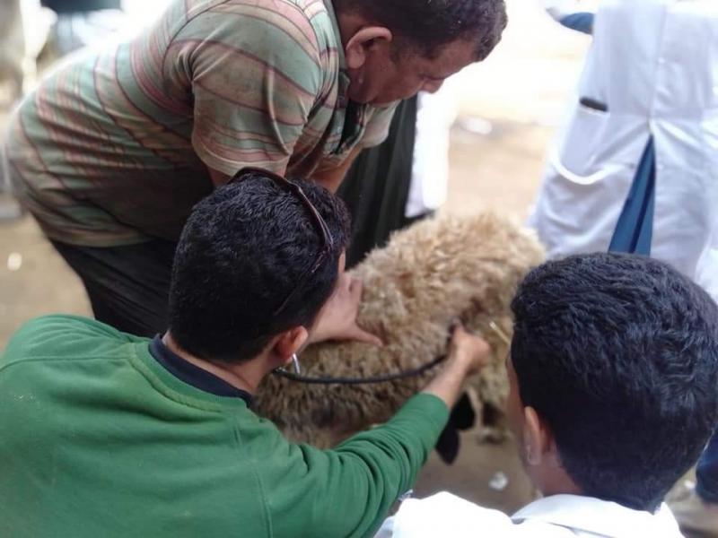 جامعة الزقازيق: فحص 222 حيوانا في قافلة بيطرية بقرية أبو رفاعى