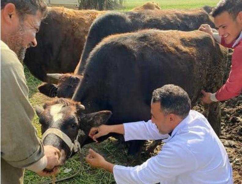 بيطرى البحيرة: علاج 200 رأس ماشية في مركز كفر الدوار