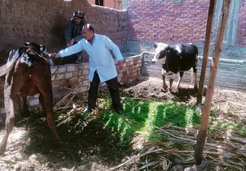 تحصين 120 ألف رأس ماشية ضد الحمى القلاعية في الغربية