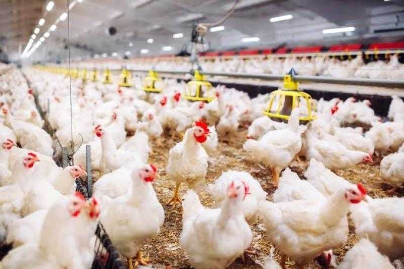شعبة الدواجن: انخفاض الأسعار في الأسواق بسبب درجات الحرارة