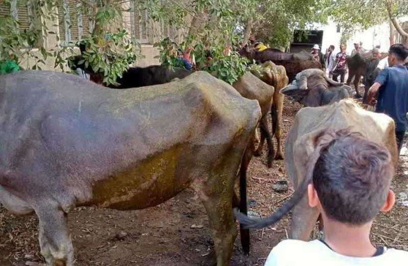 تحصين 180 ألف رأس ماشية ضد الحمى القلاعية في الغربية