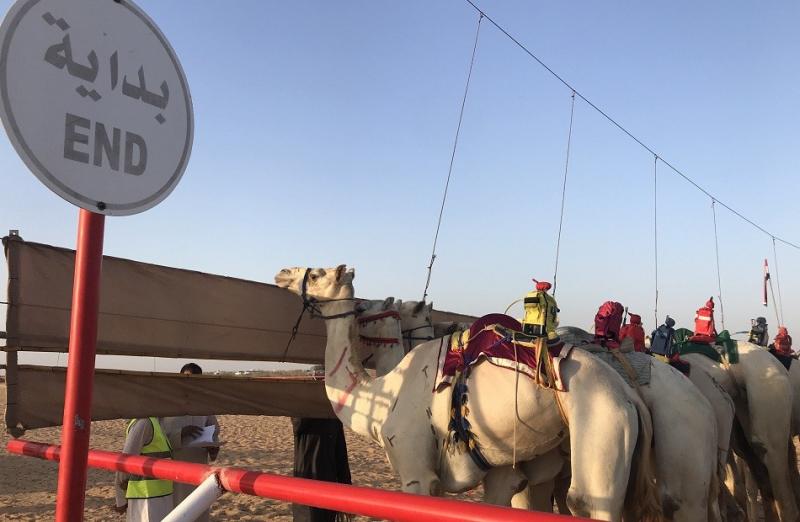 رئيس اتحاد الهجن: سباق العلمين يدعم السياحة في مصر