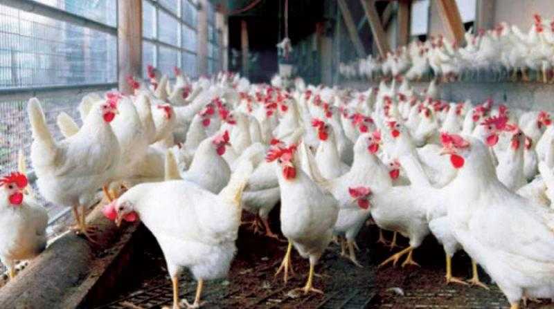 الغرف التجارية: تراجع أسعار الدواجن والبيض في المزرعة
