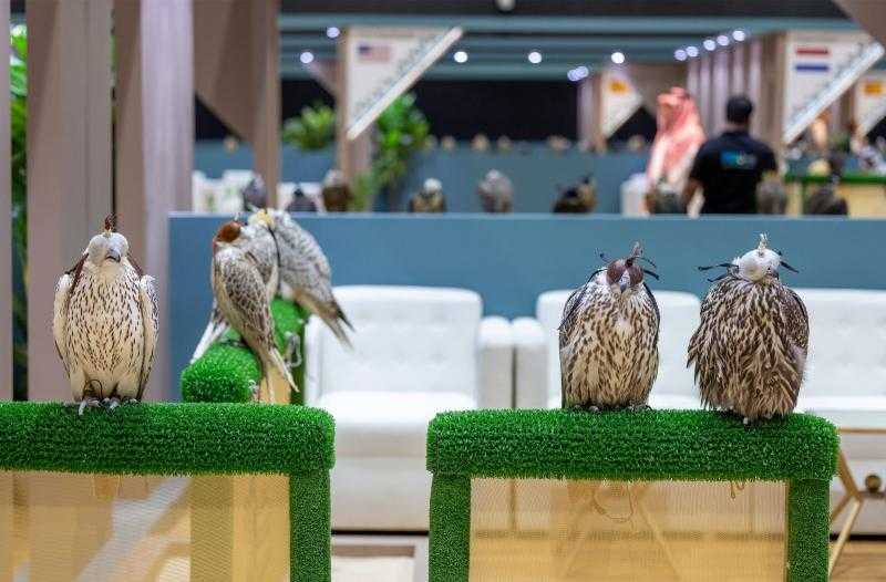 المزاد الدولي لمزارع إنتاج الصقور بالرياض يستقطب أفضل المنتجين حول العالم