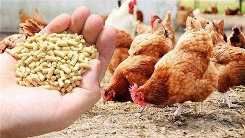 الزراعة تكشف سبب عدم تراجع الأسعار رغم توافر الأعلاف