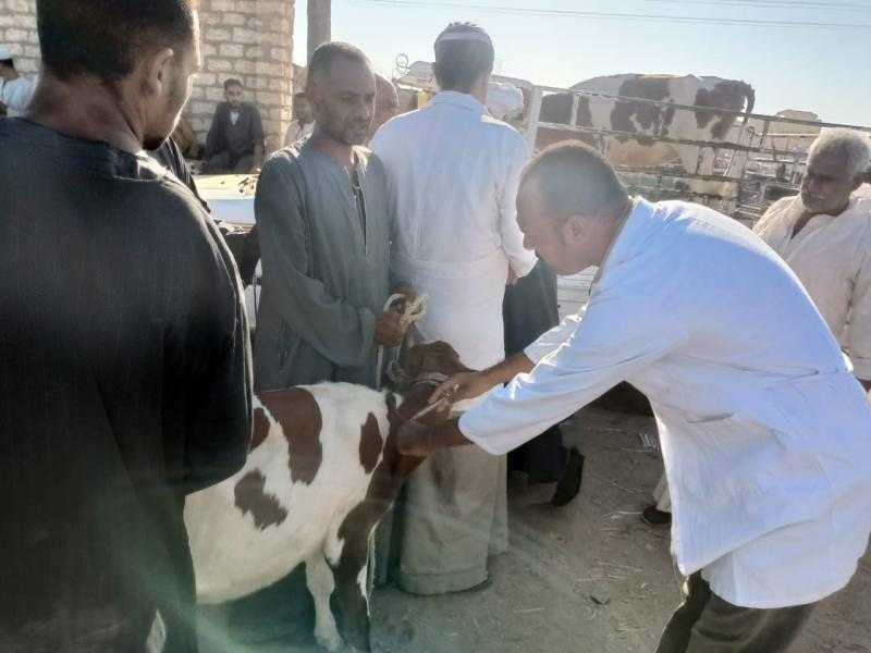 تحصين 34 ألف رأس ماشية وأغنام ضد الحمى القلاعية والوادي المتصدع بالأقصر