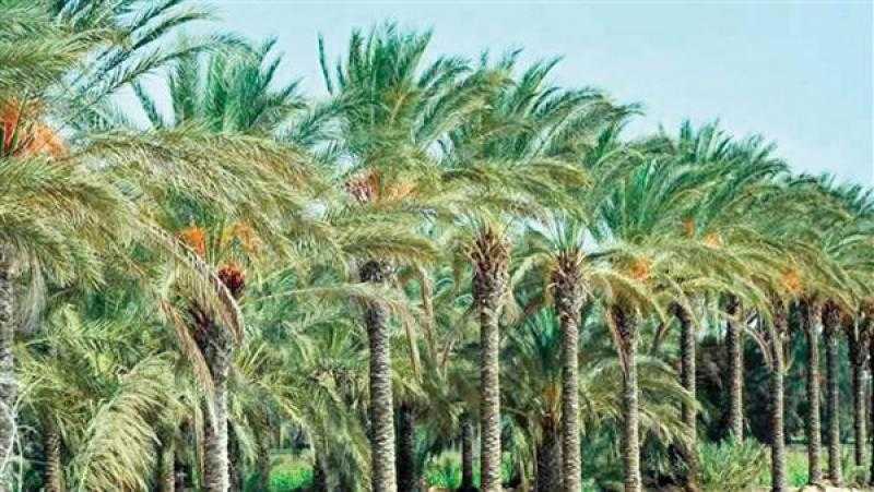 الزراعة تكشف تفاصيل إنتاج المحاصيل الطبية والعطرية بالوادي الجديد