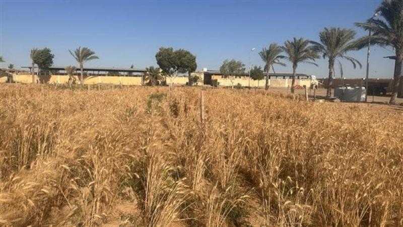 أستاذ اقتصاد زراعي: تطبيق الدورة الزراعية يعني نظاما محددا في تعاقب المحاصيل