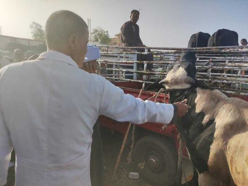 بيطرى البحيرة: علاج 530 رأس ماشية في مركز رشيد