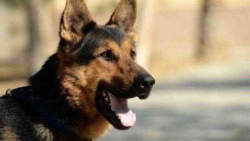 إحالة زوج مذيعة شهيرة للمحاكمة في وفاة ضحية كلب الشيخ زايد