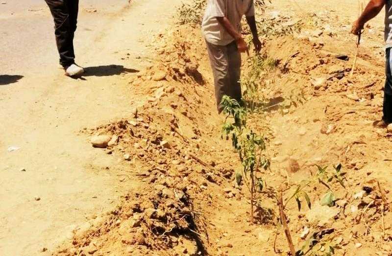 زراعة أشجار بمركز جرجا ضمن مبادرة «100 مليون شجرة»| صور