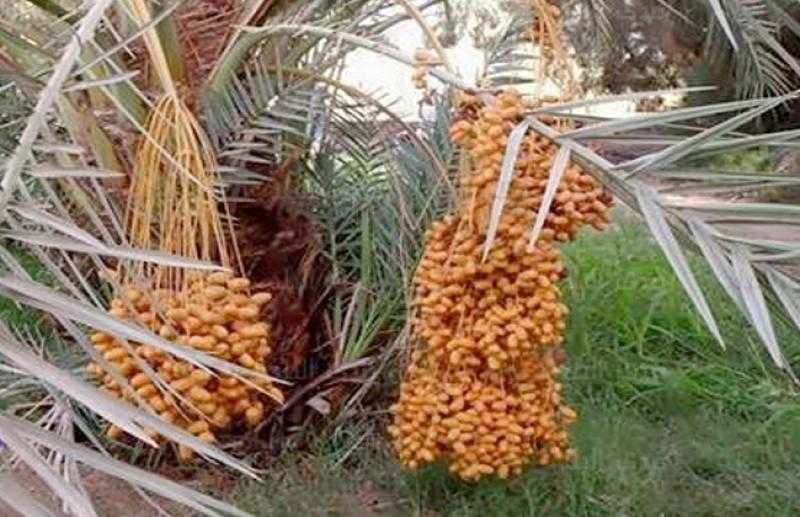 التعاون الزراعي بالوادي الجديد يناقش مشاكل تسويق تمور الواحات