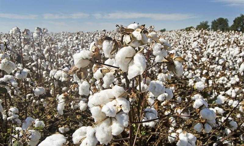 قطاع الأعمال: اليوم بدء عمل منظومة تداول الأقطان بالوجه القبلي.. وفتح 27 مركزا للتجميع في 5 محافظات