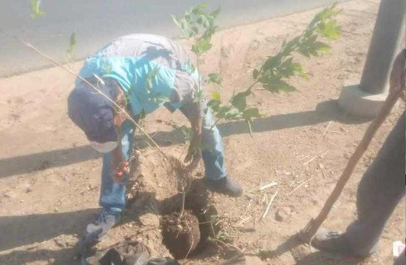 غرس 75 شجرة مثمرة في مركز سمنود بالغربية