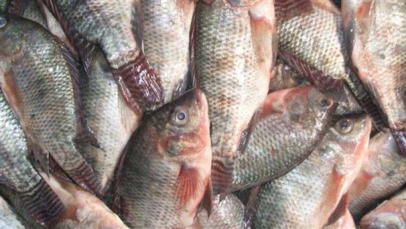 بعد بتر أمريكية لأطرافها بسببه.. حقيقة تلوث أسماك البلطي ببكتيريا قاتلة